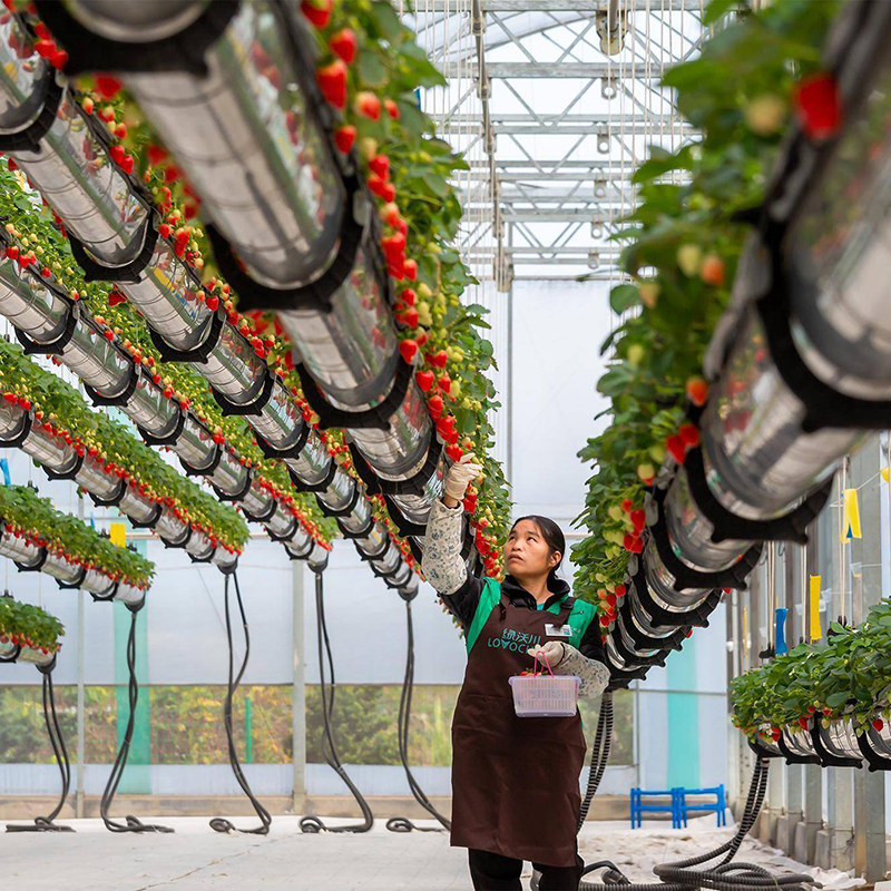 铜仁市水培蔬菜空中草莓 - 推荐