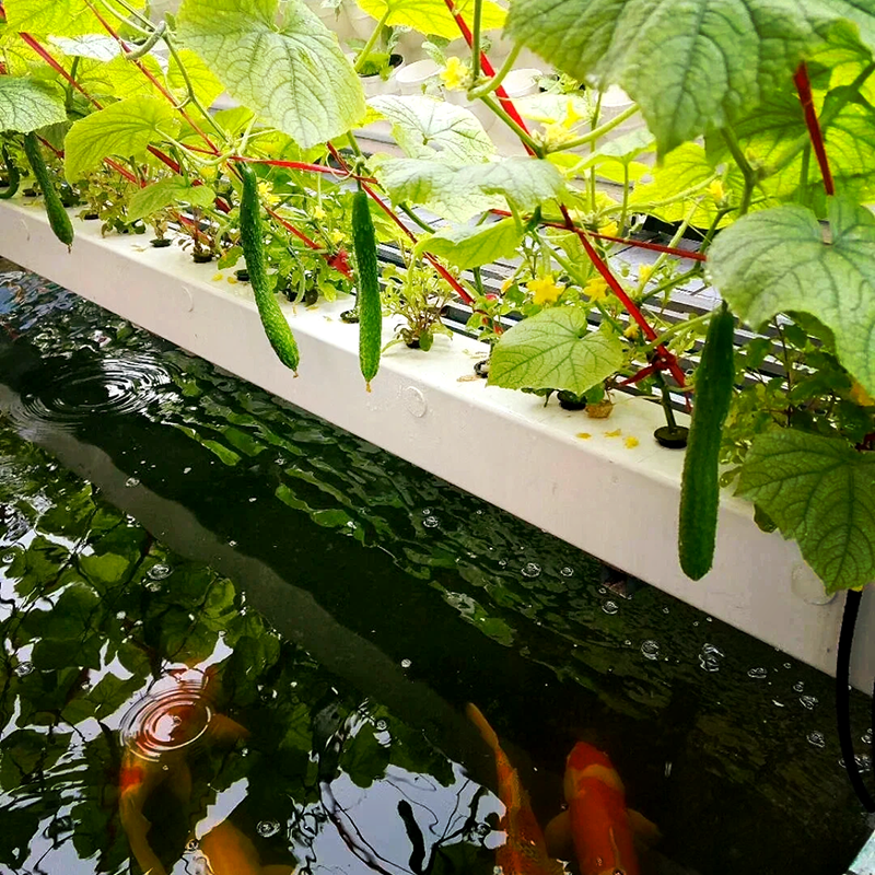 铜仁市水培鱼菜共生 - 哪里好